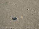 Tracks of various critters, Garrapata State Beach, CA. February, 2006