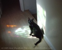 Luna basks in the light of the stained glass window.  August, 2005.
