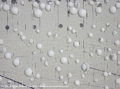 Ping-pong balls on the playa at Burning Man 2004