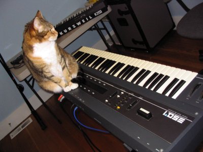 Cholula poses on an Ensoniq ESQ-1. Check out more Cats On Tuesday at meeyauw 