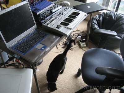 Tags: cat, electronic music,