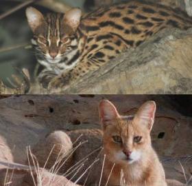 catsynth wild cats catsynth wild cats 280x270 catsynth wild cats catsynth wild cats 280x270