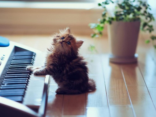 Keyboard Kitten