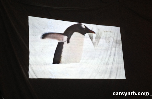Penguin in Polar Ice Caps video